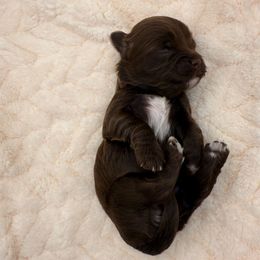 Girl 2 - Chocolate female Havanese puppy in Elkins, Arkansas from Havana Knights Havanese