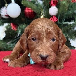 York - Teal collar male - Red  male Goldendoodle puppy in Yuciapa, California from AlltheDoodlez_