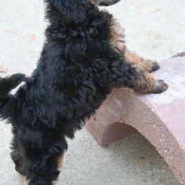 Poodle Puppies from Earthstone Poodle