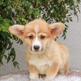 Blue collar - Red male Pembroke Welsh Corgi puppy in Caliente, California from Rafter Cross 7