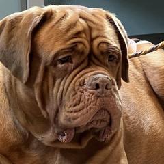Sway - Dogue de Bordeaux