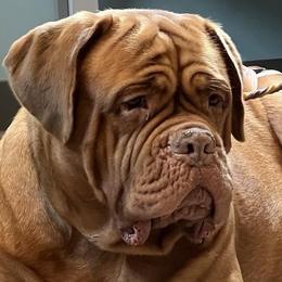 Sway - Dogue de Bordeaux
