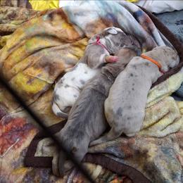 Great Dane puppies from Swanger Danes