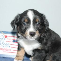 Paul Revere - Black tri male Miniature Australian Shepherd puppy in Kissee Mills, Missouri from Clinkenbeard Kennel