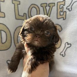 Professor - Chocolate male Shih Tzu puppy in Las Vegas, Nevada from Vegas Shih Tzus