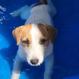 Russell Terrier Puppies from Jumpin' Jack's Terriers