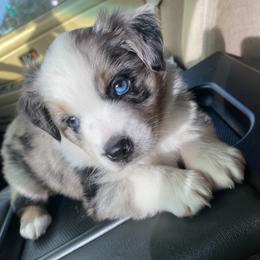 Miniature Australian Shepherd Puppies from Peace Creek Aussies