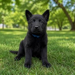 Blue Collar - Black male German Shepherd puppy in Casscoe, Arkansas from Crown H Shepherds