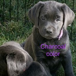 Labrador Retriever puppies from Silver Labrador of Southern California
