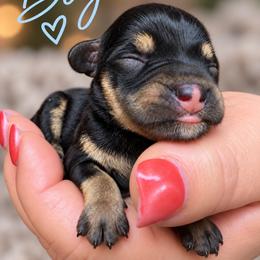 Hank - Black and silver male Miniature Schnauzer puppy in Hull, Georgia from Ardent Miniature Schnauzers of Athens