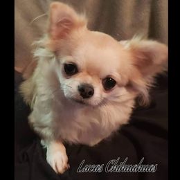 Chihuahua All Grown Up from Lucas Chihuahuas
