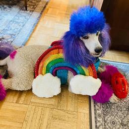 Bernedoodle and Poodle Puppies from Joe’s Poodles & Bernedoodles