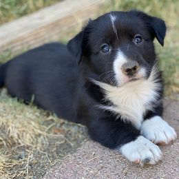 Cardigan Welsh Corgi Puppies from Breuddwyd Cardigan Welsh Corgis