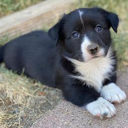 Cardigan Welsh Corgi Puppies from Breuddwyd Cardigan Welsh Corgis