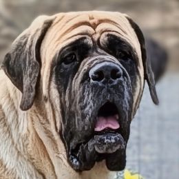 Sassy - Mastiff