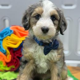 Enzo - Tri-color male Bernedoodle puppy in Yuciapa, California from AlltheDoodlez_