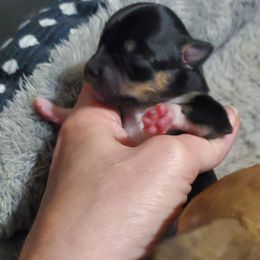 Girl 1 - Black and tan female Chihuahua puppy in Oklahoma City, Oklahoma from Teacup Chihuahuas and Friends