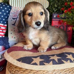 Bunny - Cream female Dachshund puppy in Perryville, Maryland from Heavenly Heritage Dachshunds and Doods