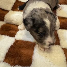 Arnie - Blue merle male Toy Australian Shepherd puppy in Nemo, Texas from Fairway Furries