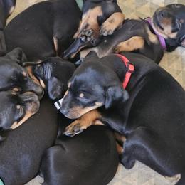 Miniature Pinscher Puppies from Pike's Pups