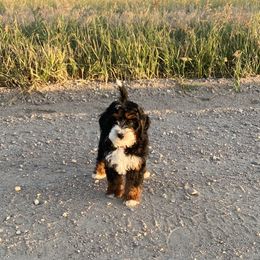 Bernedoodle Puppies from Scarlett Doodles