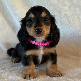 Bristol - Black and tan female Dachshund puppy in Lincoln, Arkansas from Red Dirt Dachshunds