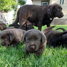 Labrador Retrievers from Scotty’s Chocolate Labs