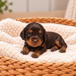 Snickers - Brown male Cavapoo puppy in Floyd, Virginia from Hearts and Paws Poodles and Doodles
