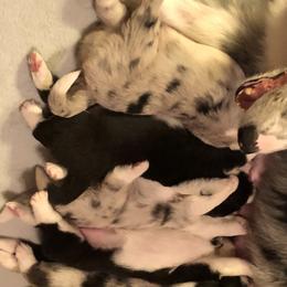 Border Collie Puppies from Old Hickle Place