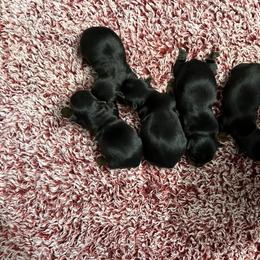 Rose - Black and tan female Yorkshire Terrier puppy in Osseo, Michigan from Smiths Fluffy butts