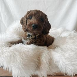 Penny - Red  female Goldendoodle puppy in Bellevue, Iowa from River Town Doodles