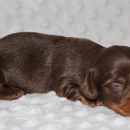 Woody - Chocolate and tan male Dachshund puppy in Paris, Texas from Kuttin’ Up Mini Aussies