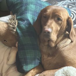 Rory - Labrador Retriever