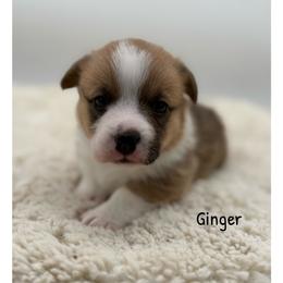 Ginger - Red female Pembroke Welsh Corgi puppy in Zwingle, Iowa from Morehead Family Dogs