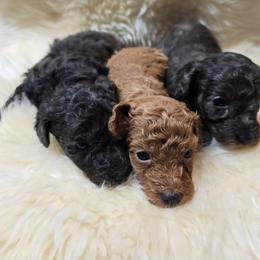 Poppy - Silver-beige  female Poodle puppy in Washington from Mt.BakerPoodles&Doodles
