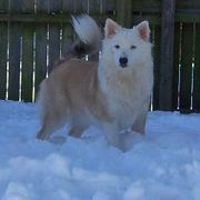 Chinooks and Icelandic Sheepdogs from Fox Meadow