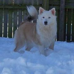 Chinooks and Icelandic Sheepdogs from Fox Meadow