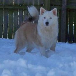 Chinooks and Icelandic Sheepdogs from Fox Meadow