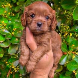 Jessie - Red female Cavapoo puppy in Salt Lake City, Utah from SunnySide Mini Doodles