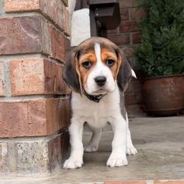 Merle - Black tan and white male Beagle puppy in Mansfield, Missouri from Rippee Creek Kennel