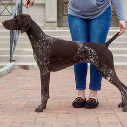 German Shorthaired Pointers from Twin Gabels GSPs