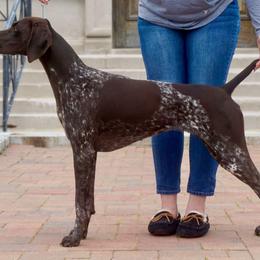 German Shorthaired Pointers from Twin Gabels GSPs