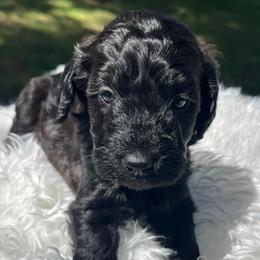 Pepper - Black and white female Aussiedoodle puppy in Clarkston, Washington from Doodle & Poodle Palace