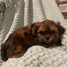Maxwell - Brindle male Shih Tzu puppy in Lexington, North Carolina from SCS Shih Tzus