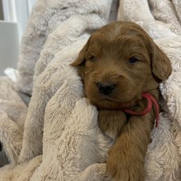 Goldendoodle and Golden Retriever Puppies from Valley of the Sun Breeders
