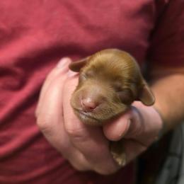 Cupid - Red male Cavapoo puppy in Blackfoot, Idaho from Draper Mountain Doodles