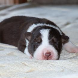(ABCA) Spry - White and red female Border Collie puppy in Bronson, Florida from Sandhill Ranch Border Collies