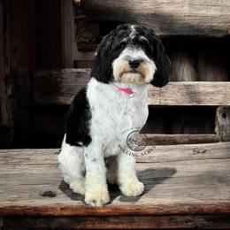 Bonnie - Cavapoo