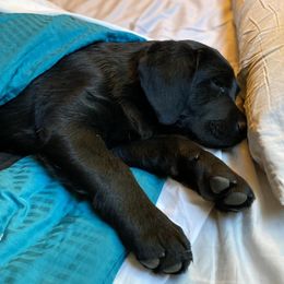 Cavalier King Charles Spaniels and Labrador Retrievers from Cantina Labs and Cavs