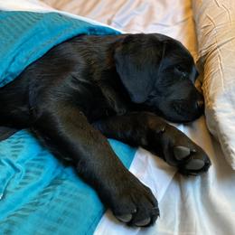 Cavalier King Charles Spaniels and Labrador Retrievers from Cantina Labs and Cavs